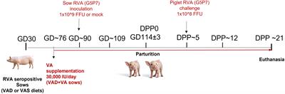 Vitamin A deficiency and vitamin A supplementation affect innate and T cell immune responses to rotavirus A infection in a conventional sow model